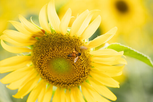 Close-up of a honey bee pollinating a sunflower, showcasing the vital relationship between bees and flower reproduction