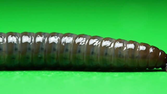 A close-up shot of a segmented dark-colored worm or larva against a vibrant green background, highlighting its texture.