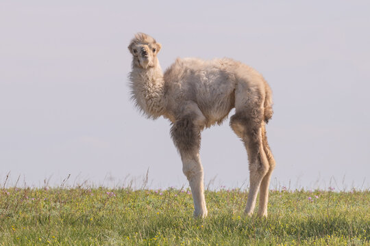 A white baby camel in the steppe on a spring day