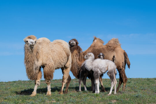 Camels in the steppe in southeastern Kazakhstan on a spring day