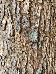 Fototapeta premium Old tree bark with natural cracks and rough texture, showing deep grooves and lichen patches in earthy tones