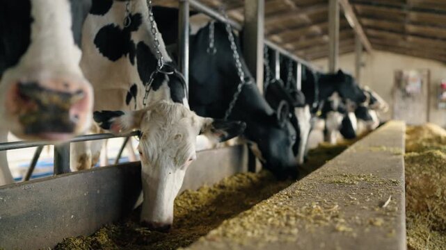 Black and white dairy cows eating feed inside a modern cowshed. 