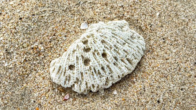 A stony coral skeleton lies on the sand by the sea. A natural marine texture, a concept of coastal nature, ecology, and the remains of marine organisms.