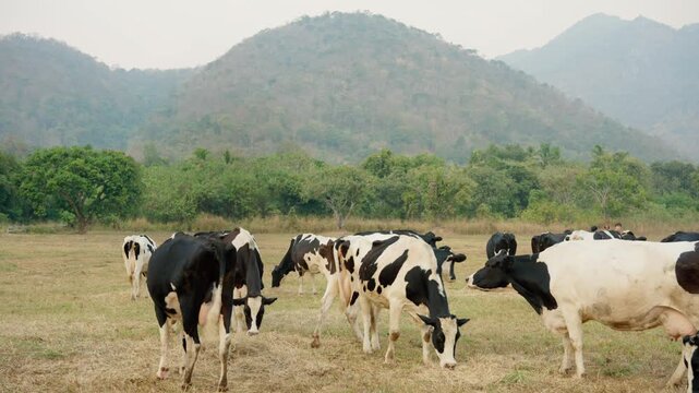 Group of black and white dairy cows eating hay in an outdoor farmyard. 