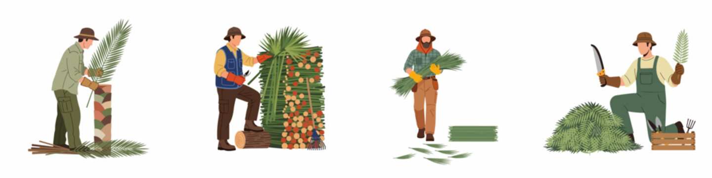 Flat vector illustration set of professional landscapers and gardeners harvesting, trimming, and maintaining palm trees and palm fronds in a garden.