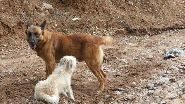 Labrador dog and white puppy playing in a sandy ravine