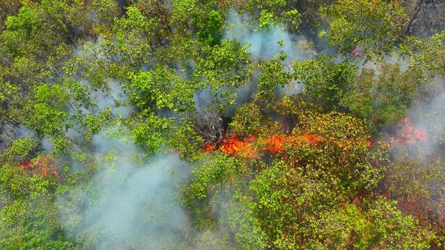 High-angle drone shot of active forest fire with visible flames and smoke, reflecting the modern impact of changing weather patterns, extreme heat, and increasing wildfire intensity. Thailand. 4k.
