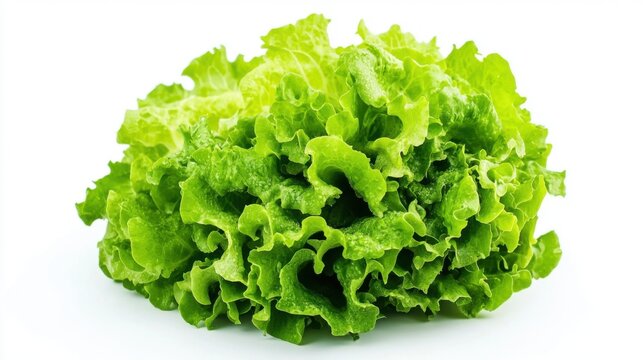 Fresh Green Lettuce Head Isolated on White