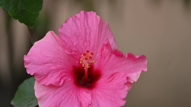 A beautiful pink Hibiscus flower. It&nbsp;is a genus of&nbsp;flowering plants&nbsp;in the&nbsp;mallow&nbsp;family. Its blooms vibrantly against a backdrop of deep green leaves. 