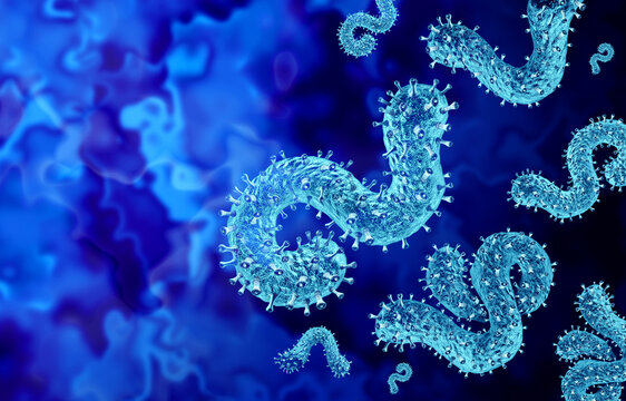 Marburg virus disease outbreak caused by a highly contagious filovirus as a life threatening illness representing a significant public health risk with epidemic or pandemic potential.