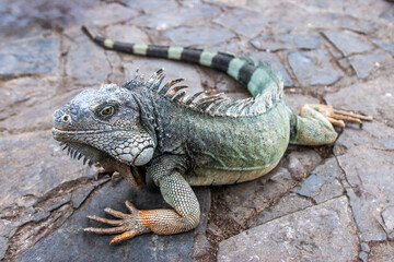 Obraz premium Travel, wildlife tourism. Iguana rests on a stone path in Central Park, Guayaquil, Ecuador, highlighting urban nature, reptile habitat, and city sightseeing.