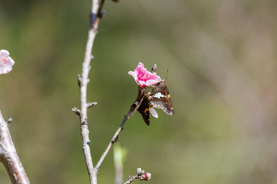 Silver-spotted skipper butterfly on blossom