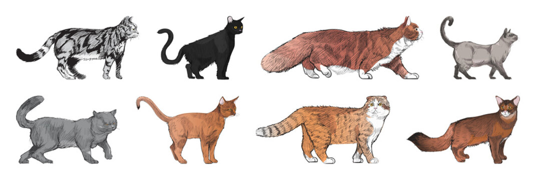 Illustrated diverse cat breeds element set