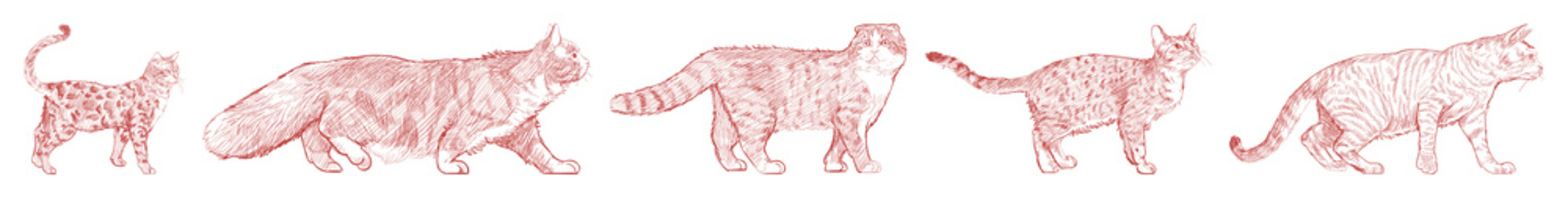 Illustrated cats walking sequence element set