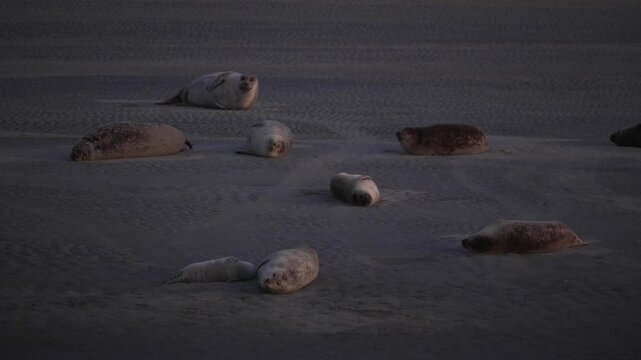 A group of harbor seals resting on the sandy shore of the Opal Coast in France during twilight.