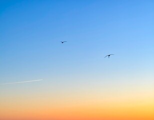 Obraz premium コピースペースを広く取った澄み渡る夕暮れの空と鳥のシルエットが映える風景写真