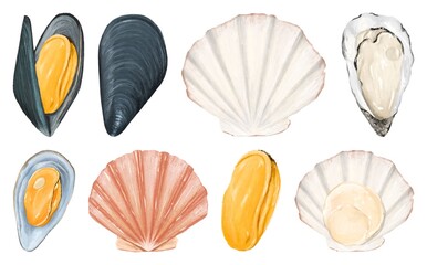 Fototapeta premium Colorful seashell watercolor illustrations element set