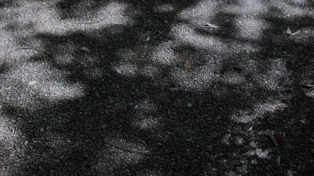 地面に差し込む木漏れ日と風に揺れる影がきらめく爽やかな自然風景