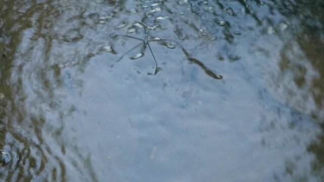 The water strider (Gerris marginatus) is an aquatic insect that can be used as a water bioindicator. As a predator, the water strider eats insect larvae, mosquito larvae, and small organisms.
