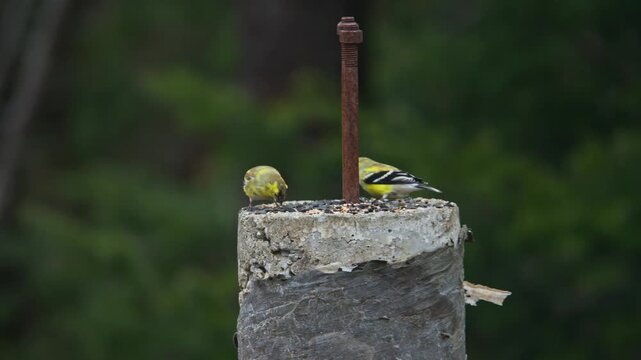 Beautiful close-up of a male American Goldfinch in bright yellow plumage singing while perched on a thistle feeder. Female goldfinch nearby, spring birdwatching moment in Canada 4K.