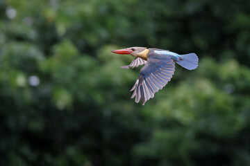 Fototapeta premium Stork-billed kingfisher in mid-flight, wings fully spread and sharply detailed against a smooth green forest background. Captured with precise timing