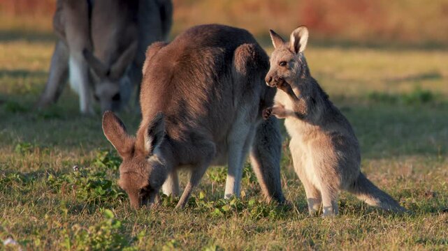 Eastern grey kangaroo mother with joey grazing in golden sunset light on grassy field of australian bushland.