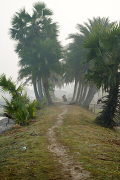 Foggy morning rural path lined with tall palm trees and a motorcycle in the distance