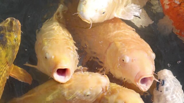 Group of hungry colorful koi fish swimming in pond and breathing at water surface.
