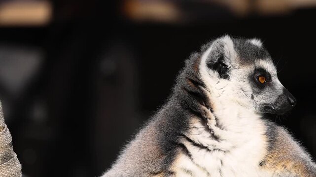 Close up slow motion footage of ring-tailed lemur sitting and looking sideways.
