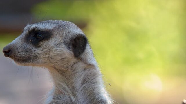 Close Up Portrait of a Meerkat Looking Around in Australia Zoo