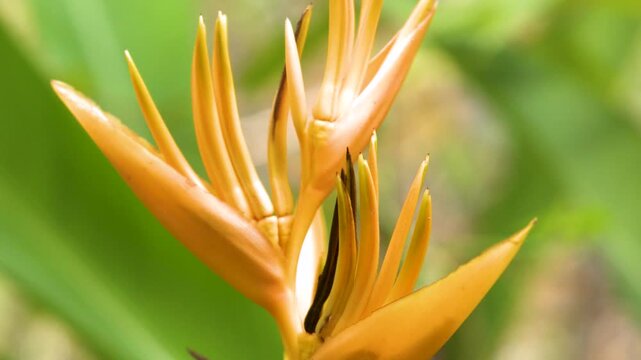 Yellow Heliconia Psittacorum Tropical Flower Blooming in Krabi Thailand Garden