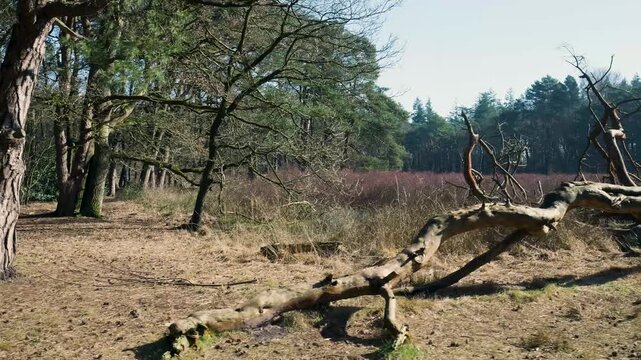 Scenic forest landscape with dead trees and heathland