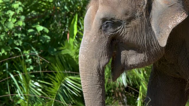Close Up Profile of an Asian Elephant Chewing Grass in Sunlight
