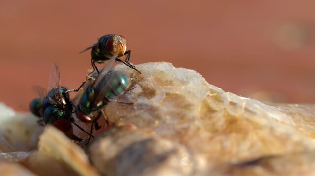 Macro View of Oriental Latrine Blow Flies Feeding on Dead Fish