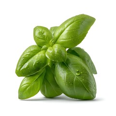 Fototapeta premium Fresh and Vibrant Green Basil Leaves with Water Droplets on White Background