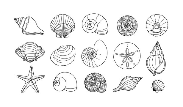 Seashell Outline Icon Set Modern Beach Vector Illustration