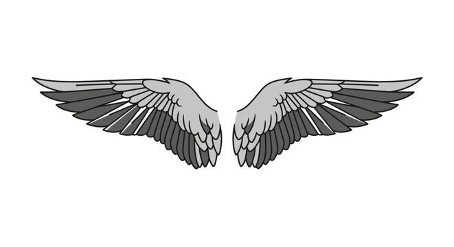 Detailed illustration of bird wings.