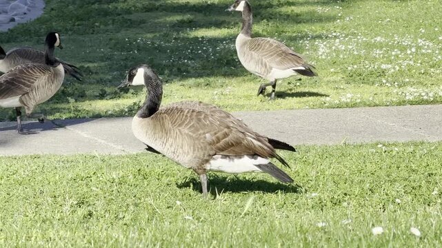 canadian goose with injured leg limping at park