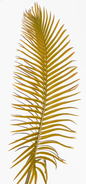 Feuille de palmi