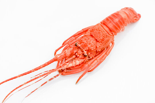 Langouste 