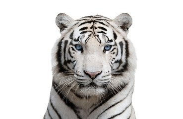Obraz premium Majestic tiger with piercing gaze and striking black stripes