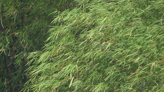 Bamboo leaves sway in wind thin green layers overlap branches move rhythmically smooth wave patterns natural motion.