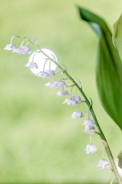 Brin de muguet 