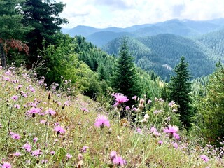 Obraz premium flowers in the mountains