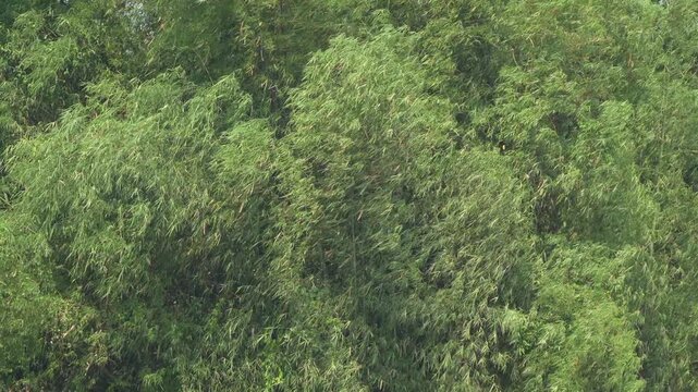 Bamboo leaves sway in wind thin green layers overlap branches move rhythmically smooth wave patterns natural motion.