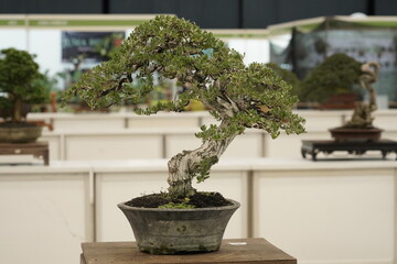 Fototapeta premium Impressive Bonsai Landscape Composition