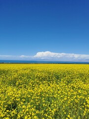 Fototapeta premium Vibrant yellow rapeseed flowers field with blue lake and mountains, Qinghai Lake China