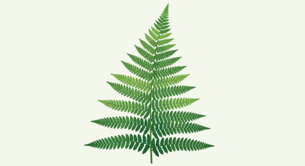 A single green fern leaf with intricate leaflets on a light background © Ukar