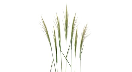 Naklejka premium Fresh green wild grass stems isolated on white background