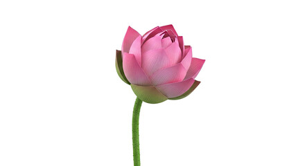 Fototapeta premium Pink Lotus Flower Bud
